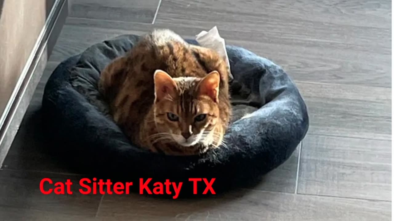 A Pet Lover's Sitting Service - Professional Cat Sitter Service in Katy, TX