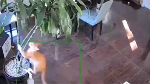 Cats videos funny and funny videos