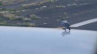 Pidgeon Surprised by Planes High Speeds