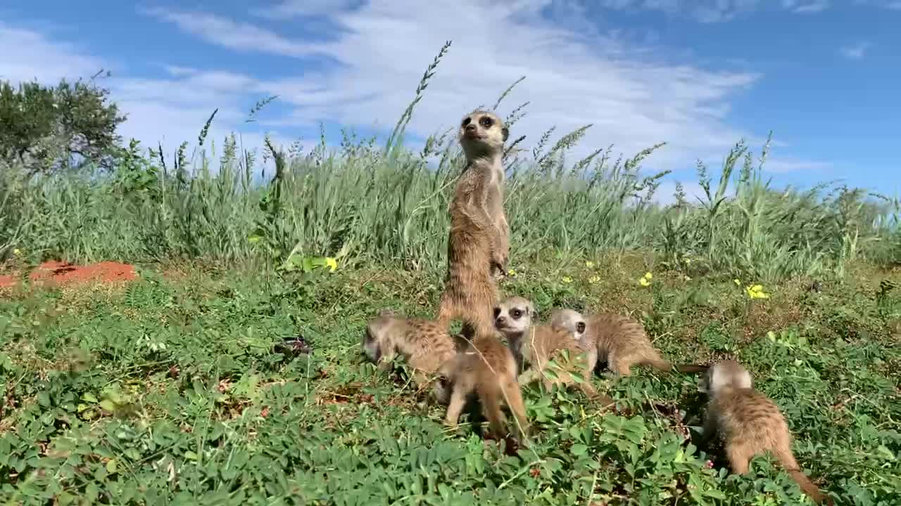 Suricate pups explore