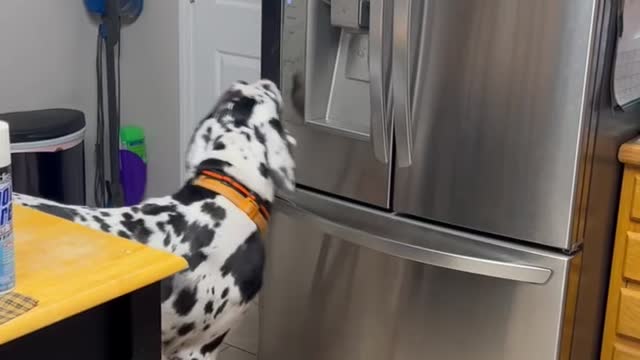Perry throwing a tantrum to get his ice 😂