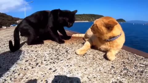 HOUR FUNNY CATS COMPILATION 2022😂_ Funny and Cute Cat Videos😸 ! - 159