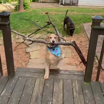 Smart dogs can solve problems when the tree branch gets stuck