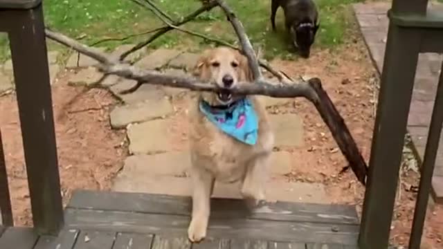 Smart dogs can solve problems when the tree branch gets stuck