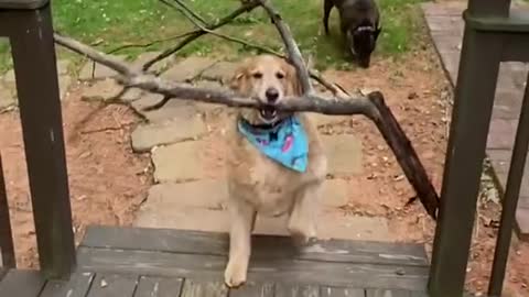 Smart dogs can solve problems when the tree branch gets stuck