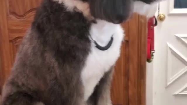 How to remove matted Doodle by brushing