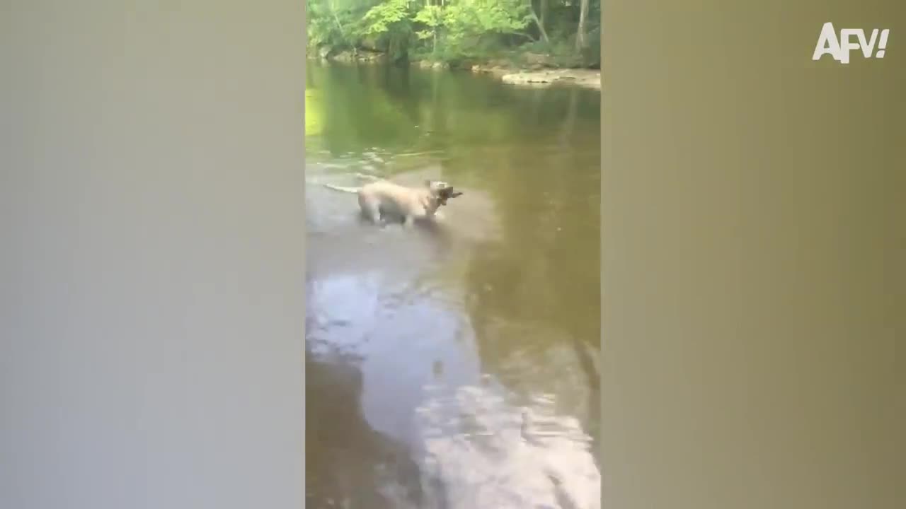 The 'MasterDog' is Spinning a Stick around his head 🤣 🤣. 🤣 🤣 🤣So amazing