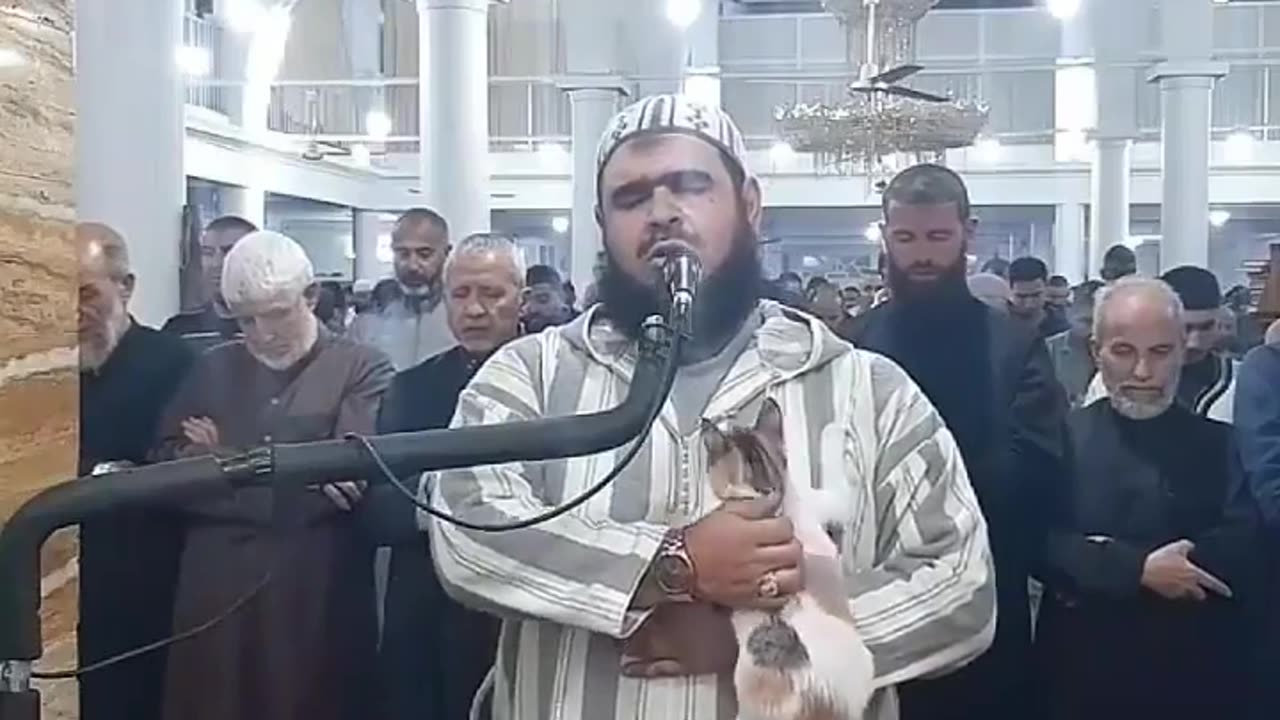 Watch the video of what happened after the Cat fell on Maulana's shoulders during the prayer