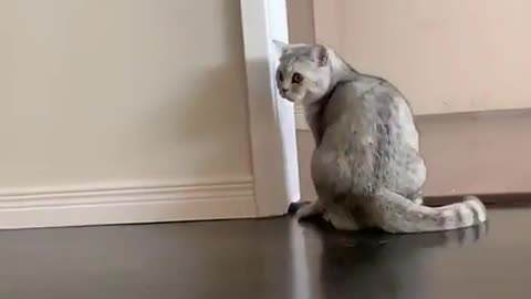When the catnip hits 😸