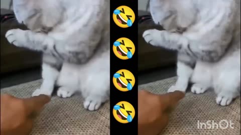Cat funny video cilpe live stream 😱😱😱