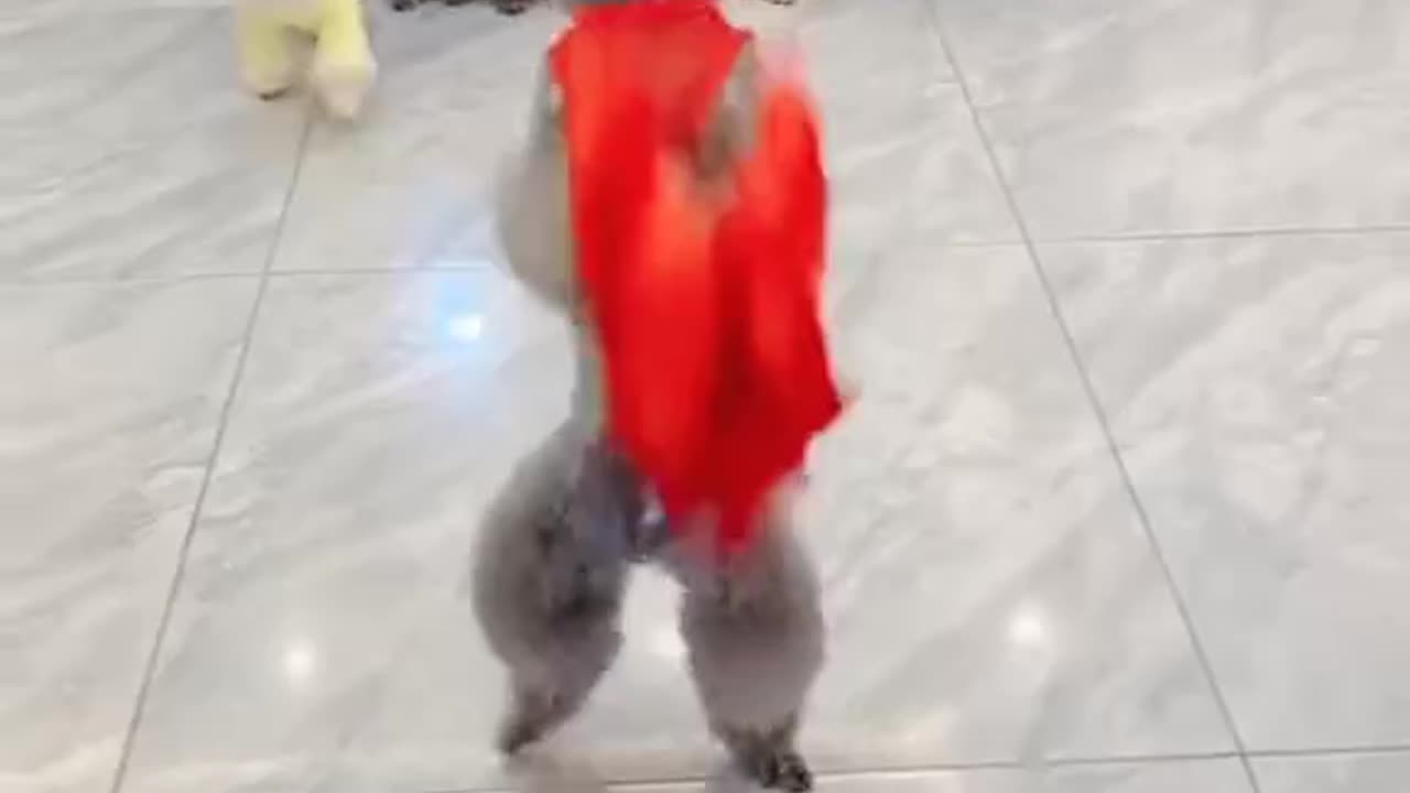 Cute dog dancing| lovely pet