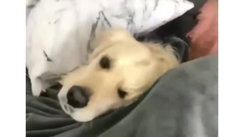 cute dog.. sleeping in a man