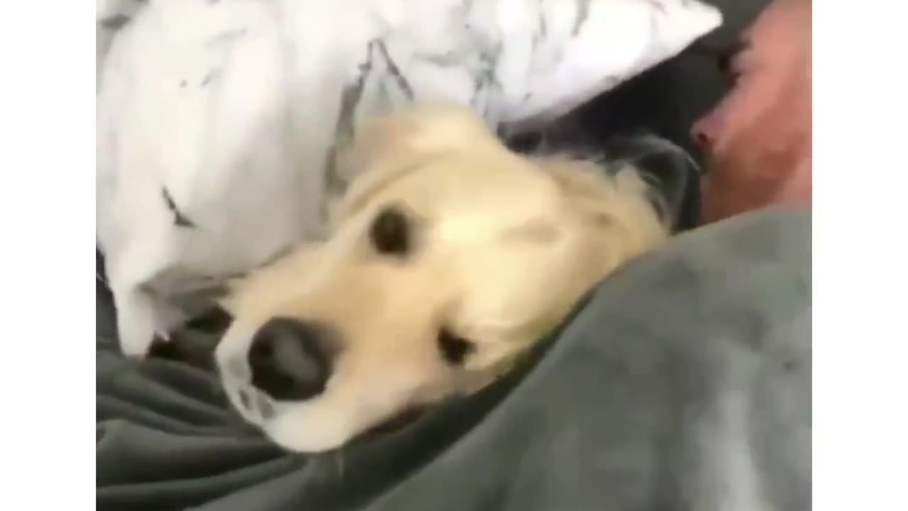 cute dog.. sleeping in a man