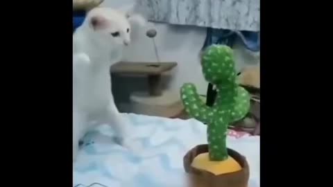 Funny cat dog animal videos