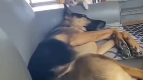 Cat and dog fite