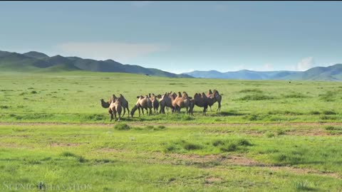 African WildlifeWild Animals in Africa