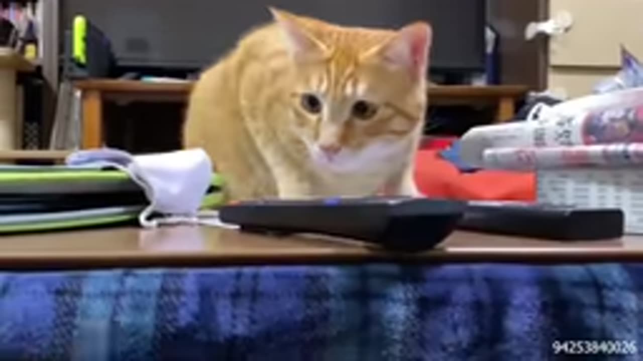 Cat Comedy Central: The Ultimate Funny Cat Video 😺