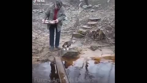 Funny Animal Videos that will Make you Laugh