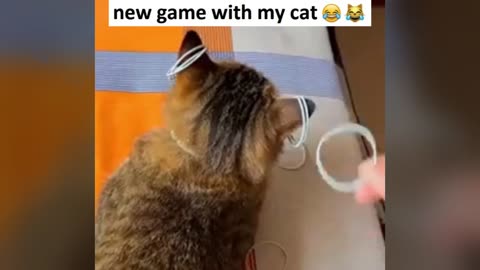 funny game with cat 😂😹