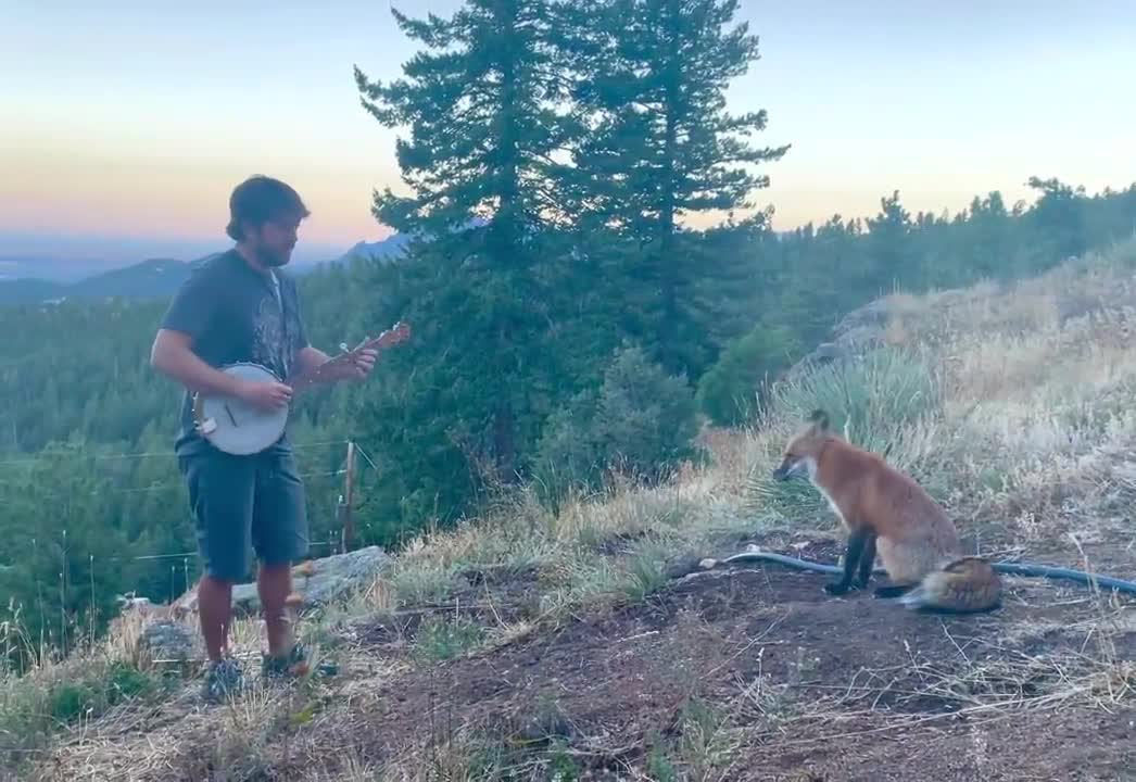 Playing banjo for a wild fox! He came back for an encore! Testing out some new material on a fox