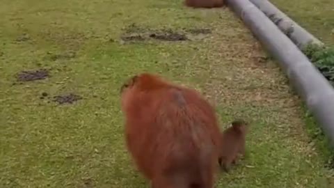 capybara paradise ☺️