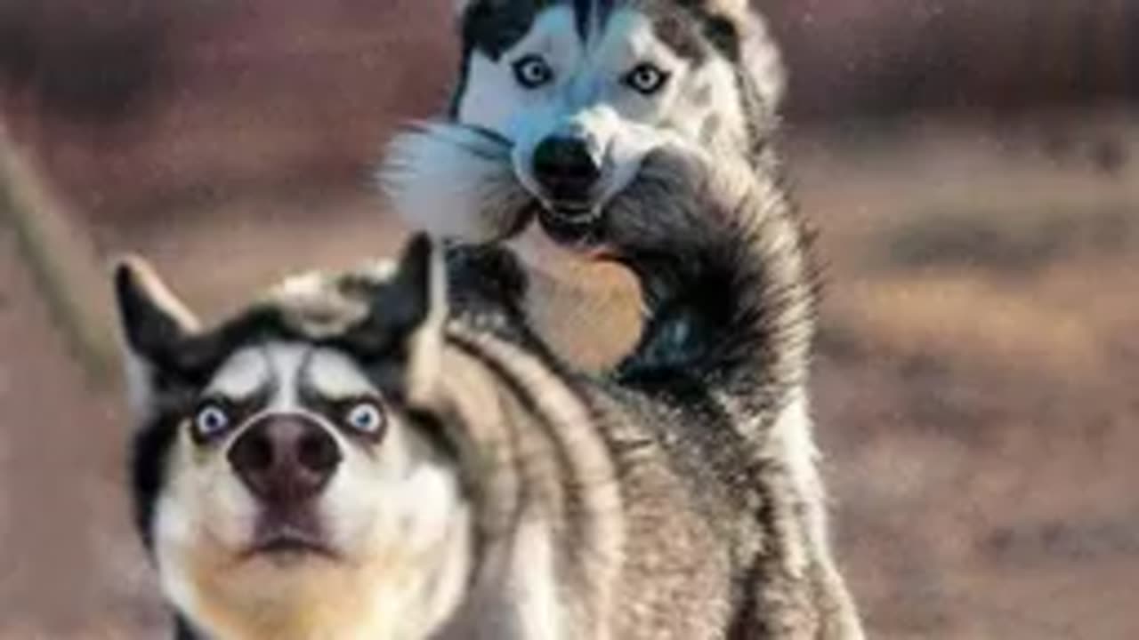 Funny Animals 2023 That Will Keep You Laughing For Hours😍Funniest Animals Videos