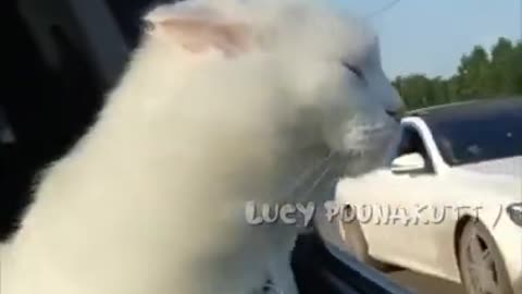 Funny Cat 🐈 videos 🤣