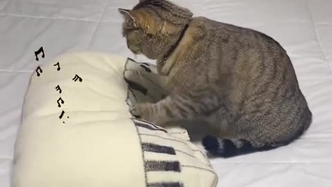 "Feline Fun Cat vs. Pillow"