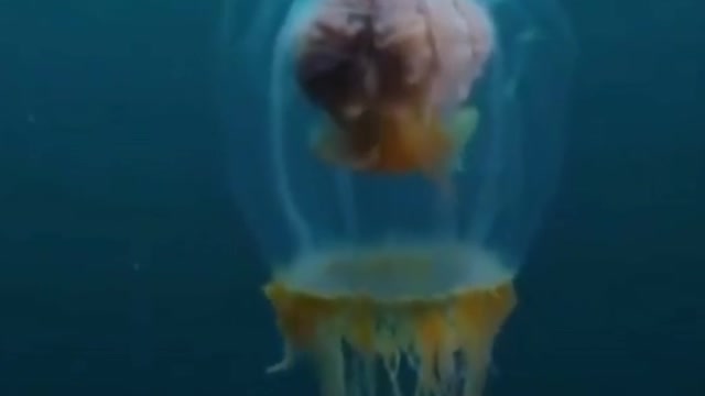 What is this yellow thing inside the jellyfish?