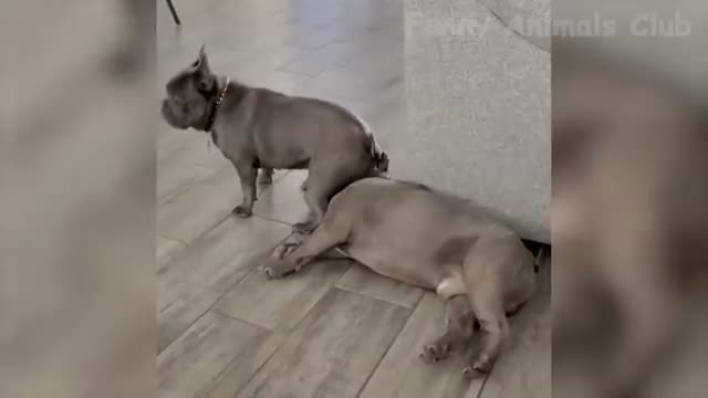 Funny Animal Videos 2022 - Funniest Cats And Dogs Videos #25