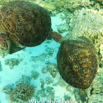 This Husky Thinks He's HARRY POTTER | Funniest Pets Of The Month