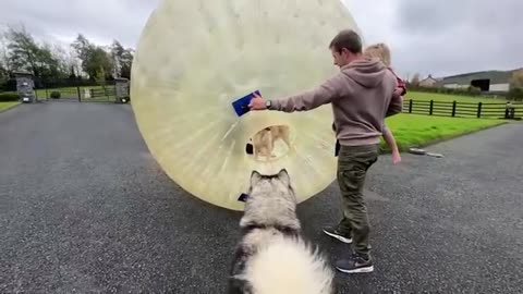 Golden Retriever Tries To Save Mum From Giant Zorb Ball! (So Funny!!)