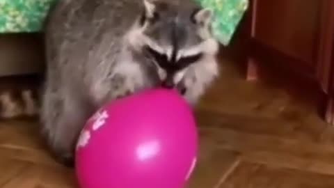 Virally Funny Trash Pandas