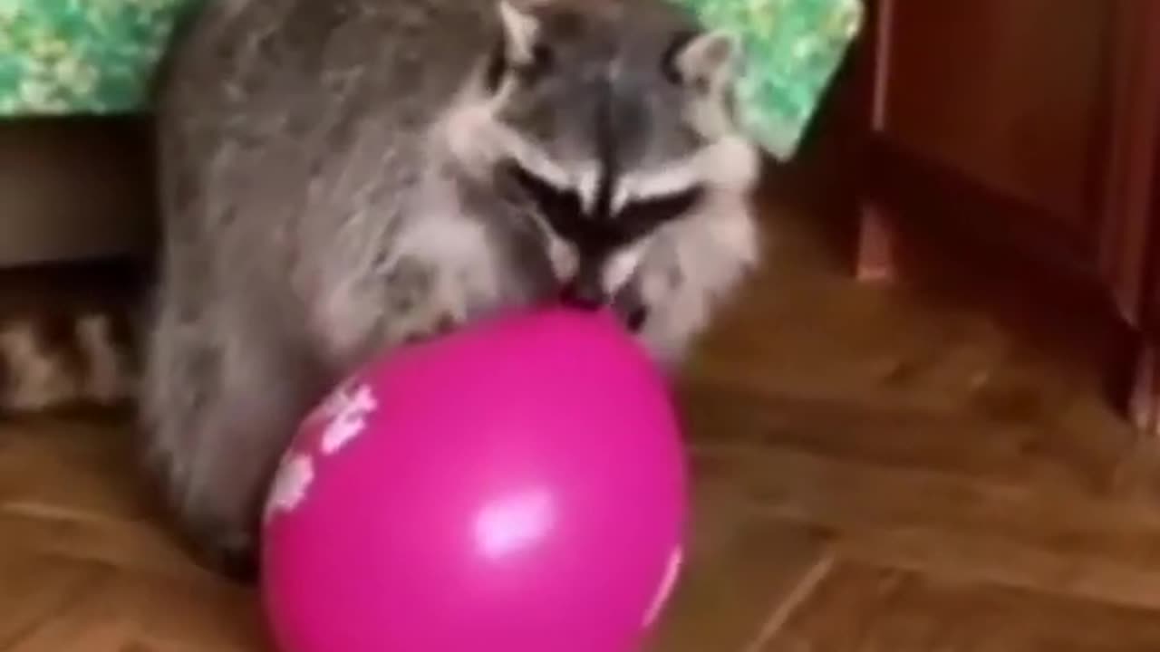 Virally Funny Trash Pandas