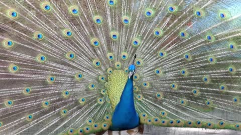 Peacock color! which is really beautiful