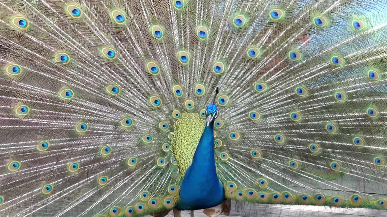 Peacock color! which is really beautiful