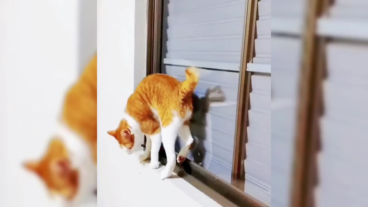 FUNNY CATS and DOGS 🐱🐶 & other ANIMALS 🐾 New Funniest Animals Videos 😂🤣🤣🤣