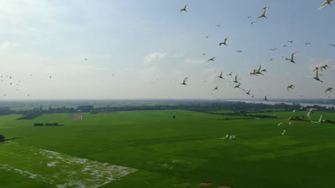 flying storks on rice field