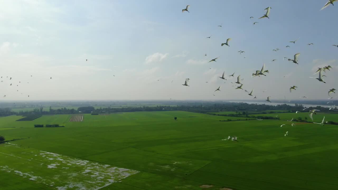 flying storks on rice field