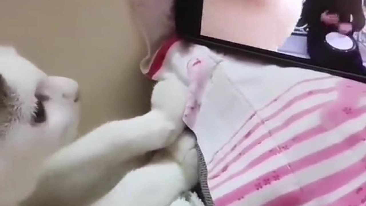 Cat have fun😅