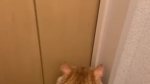 Adorable cats and dogs 2022