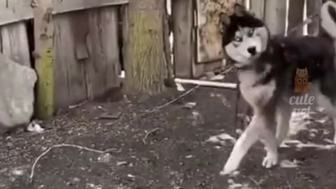 Funny Cats and dogs Videos 🤣 - Funniest Animal Videos 2023! 🥰 #8