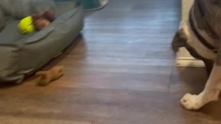 Smart puppy.