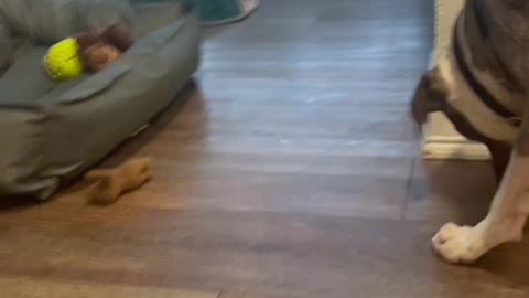 Smart puppy.