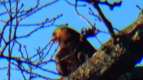 Hawk