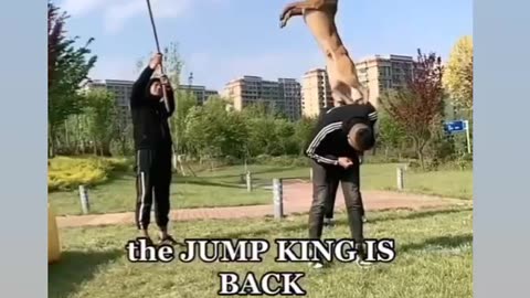 Dog Jumping King 👑