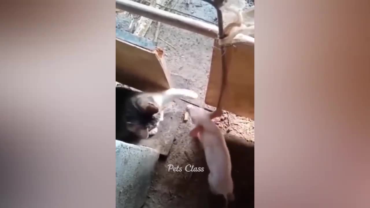 The innocent dog and cat got shot!!!!!!!