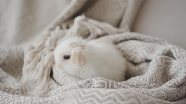 Rabbit baby on blanket