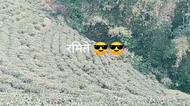 Tea Farming