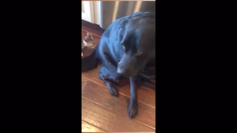 Big doggy confused by kitten playing with its tail